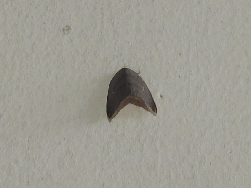 �ҥ�ϥ�����������