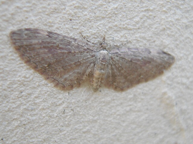 �������Хʥߥ��㥯