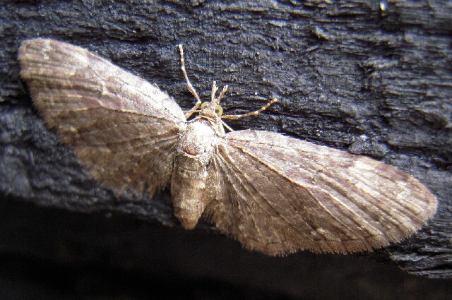 �������Хʥߥ��㥯