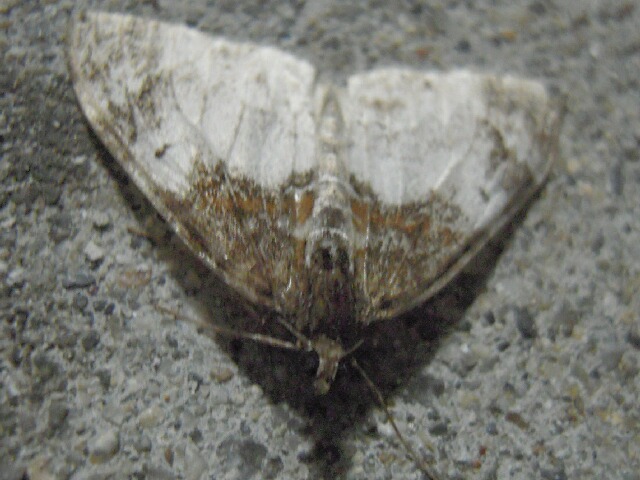 �ե��ƥ�ʥ������ʥߥ��㥯