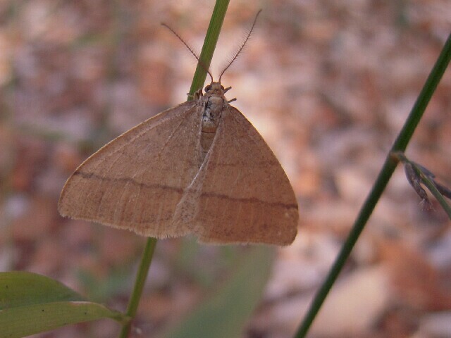 ���������ե楨�����㥯