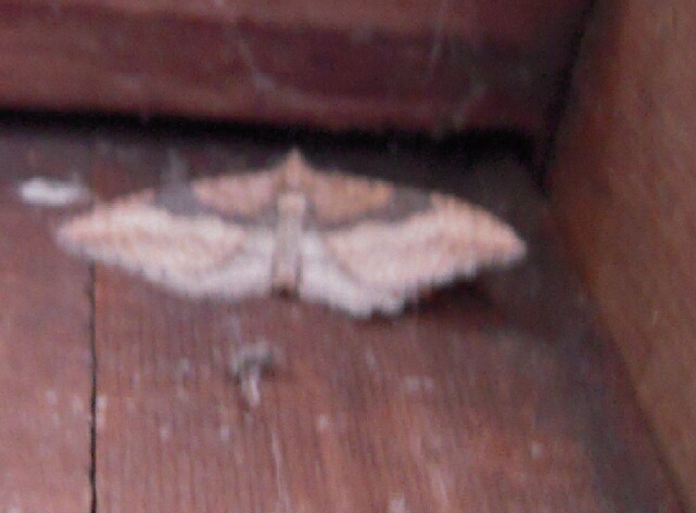 トビスジヒメナミシャク