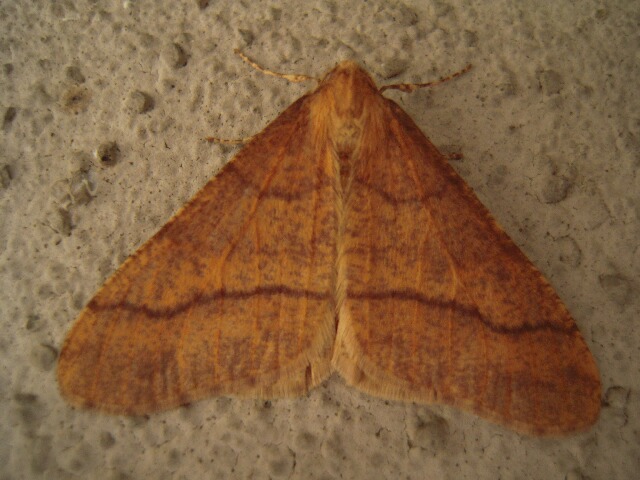 ����Хͥե楨�����㥯