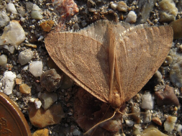 �������ե楷�㥯