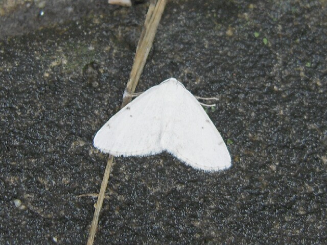 �ե��ۥ������������㥯