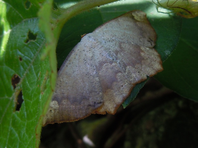 ��ޥȥ������㥯