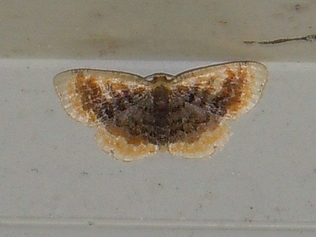 ������饵���ҥᥨ�����㥯