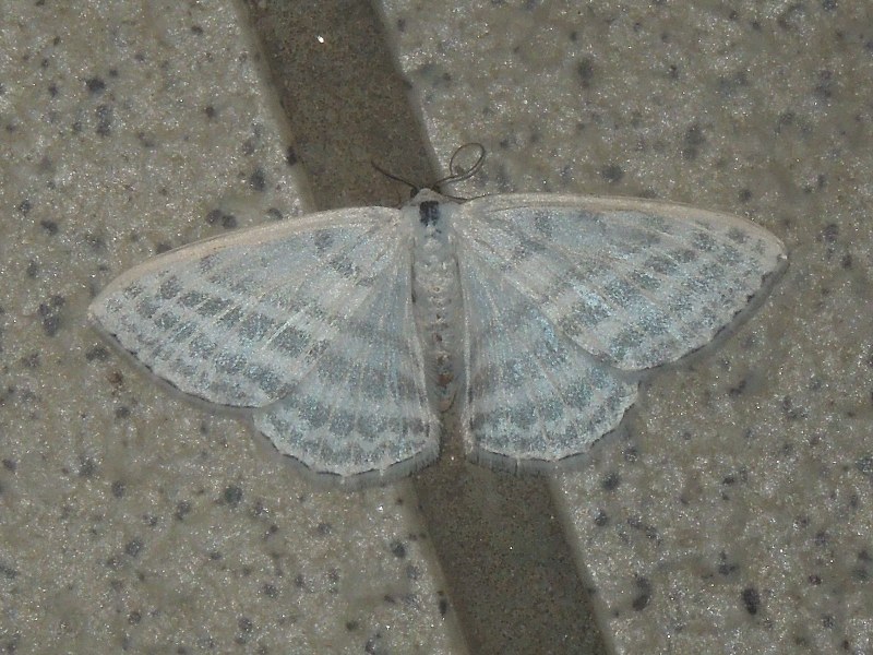 �ߥ��������������㥯