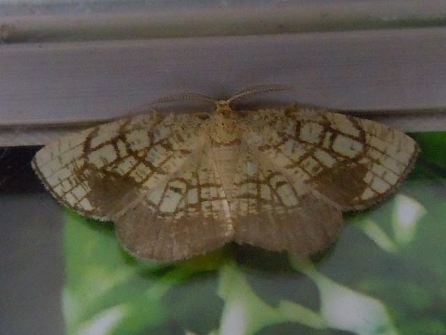 ���ȥ������ߥᥨ�����㥯