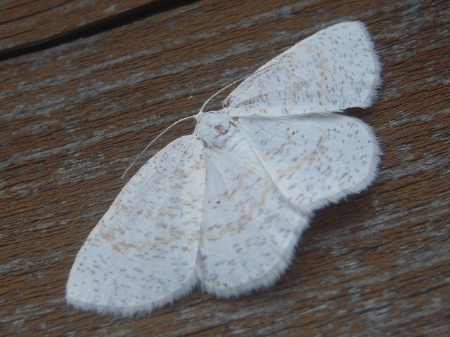 �ҥ��ޥ����������㥯