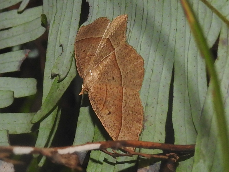 �ե��������������㥯