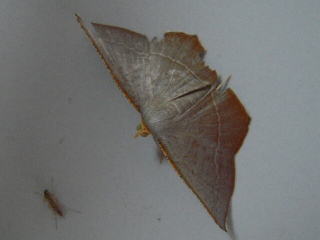 �ޥ������������㥯