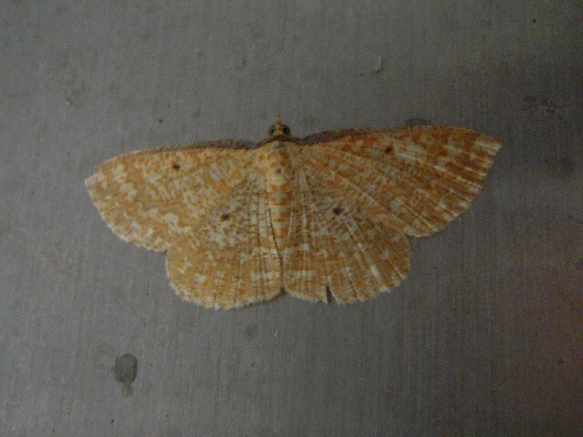 �ϥ���ޥ������㥯