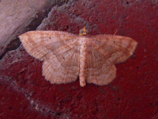 �����ϥ���ޥ������㥯