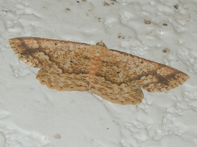 �����ϥ���ޥ������㥯