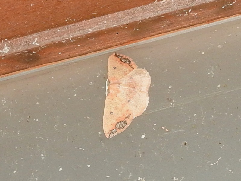 �������������㥯