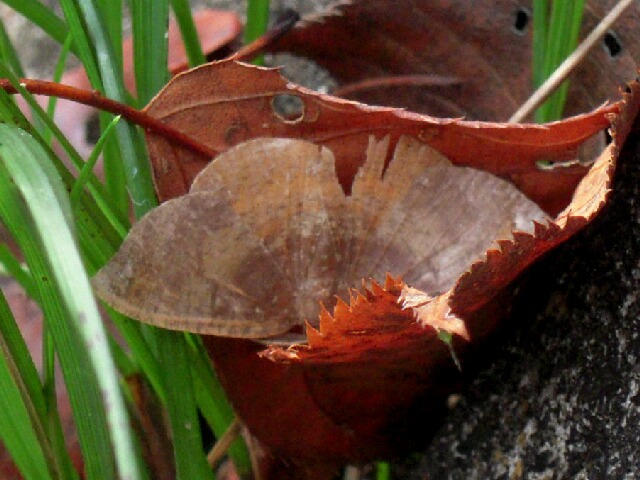 �����襹�������������㥯��