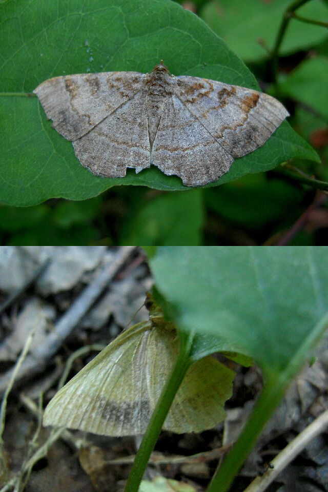 ���饭�ȥ��ꥨ�����㥯