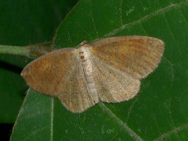 �ĥޥ��������㥯