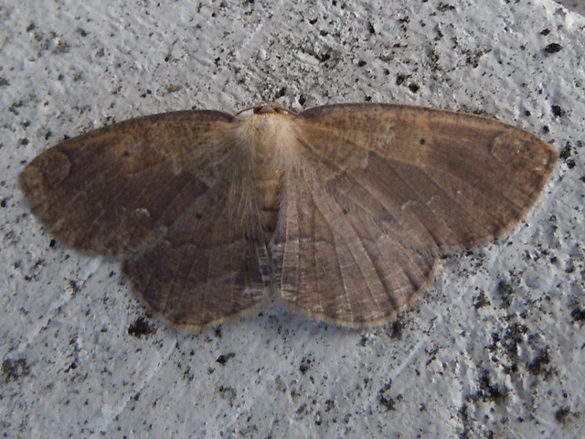 �ĥޥ��������㥯