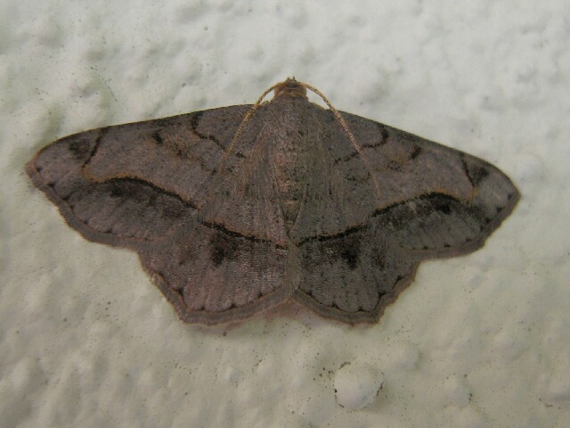 �������������㥯