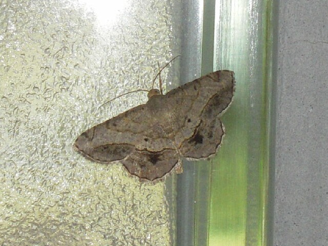 �������������㥯