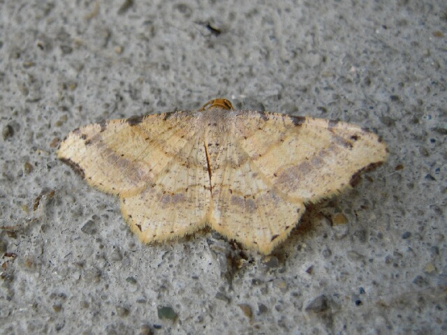 �����ϥ����������㥯