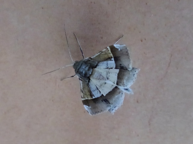 �ĥޥ����������㥯