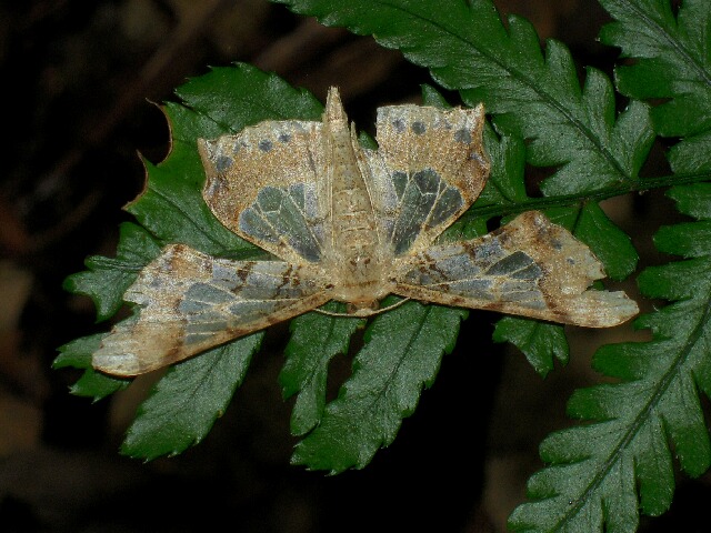 �������������㥯