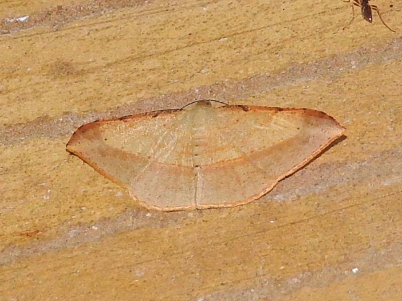 ���ȥӥ����Х������㥯