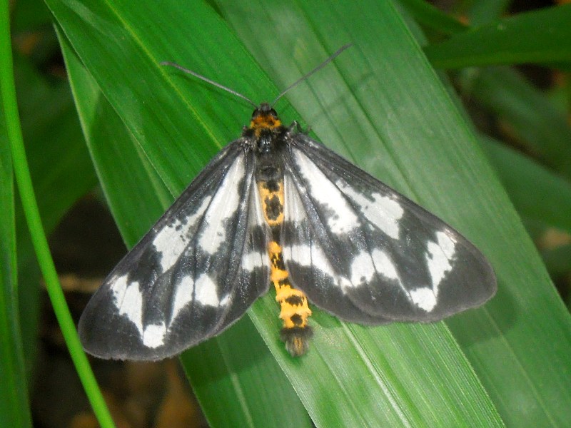 �ȥ�ܥ������㥯