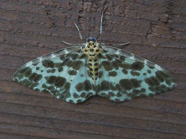 �����ե����������㥯