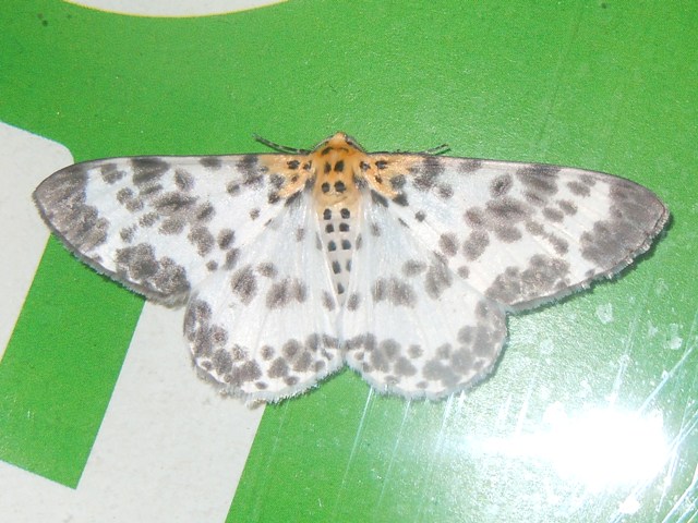 ���������������㥯