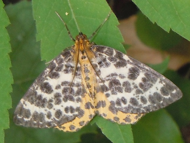 �������������㥯