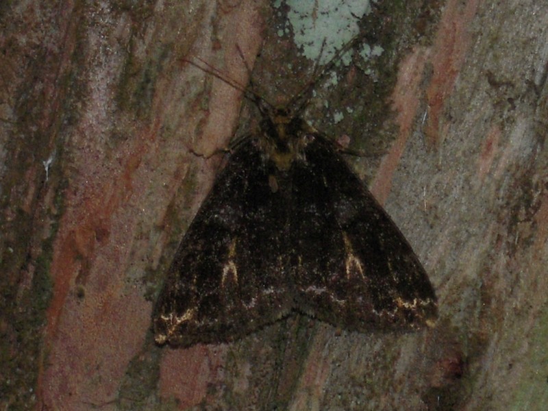 �ץ饤�䥨�����㥯