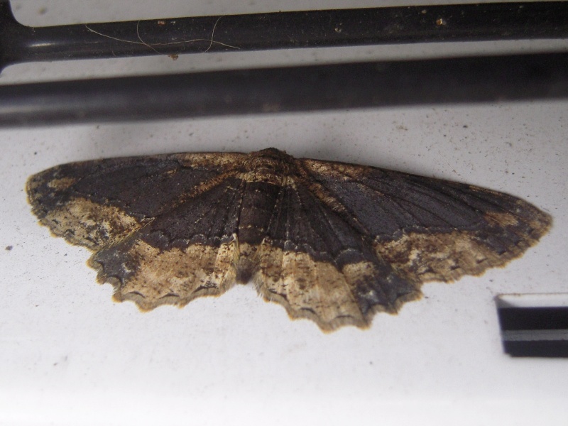 ����������󥨥����㥯