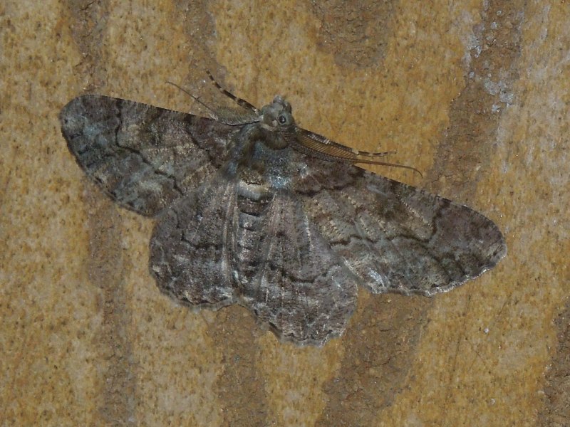 ��奦���奦�եȥ����������㥯