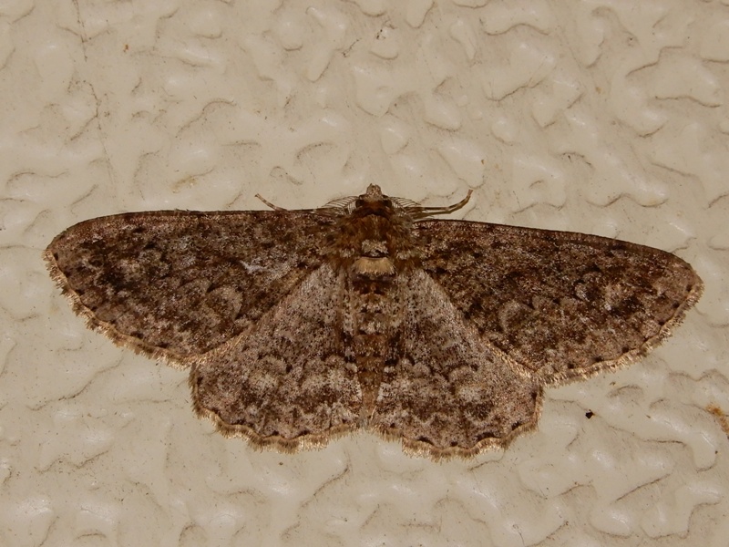 �����ƥ󥨥����㥯