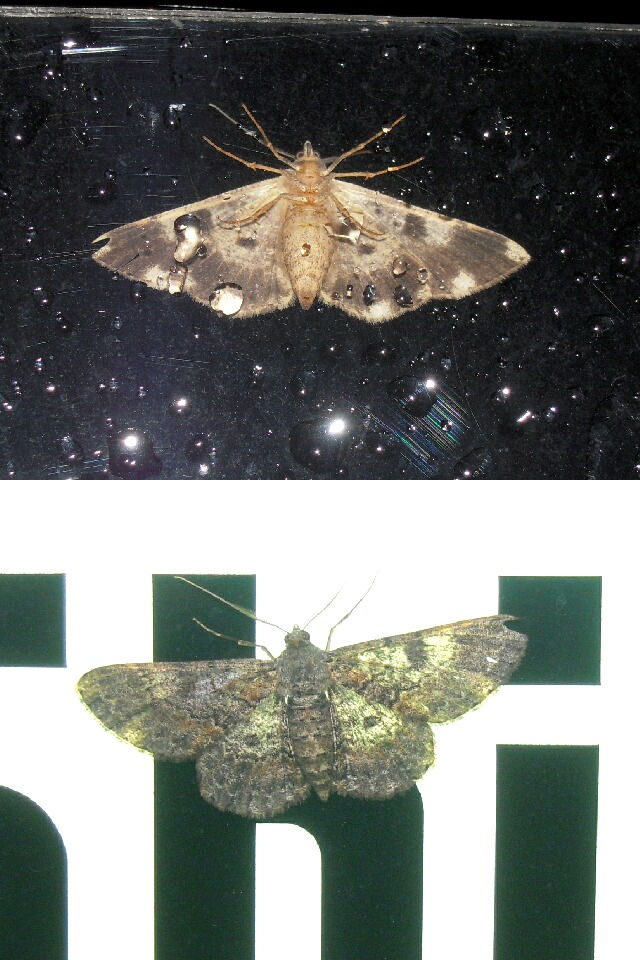 �եȥ����������㥯