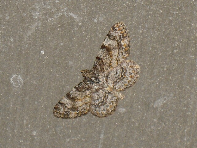 �˥����쥯���������㥯