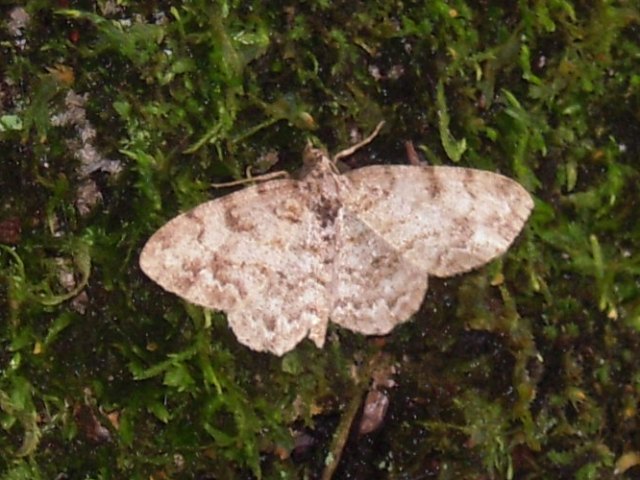 �˥����쥯���������㥯