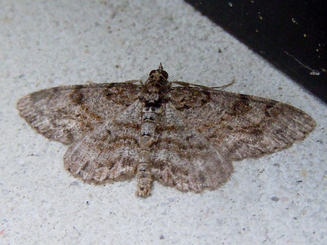 �˥����쥯���������㥯