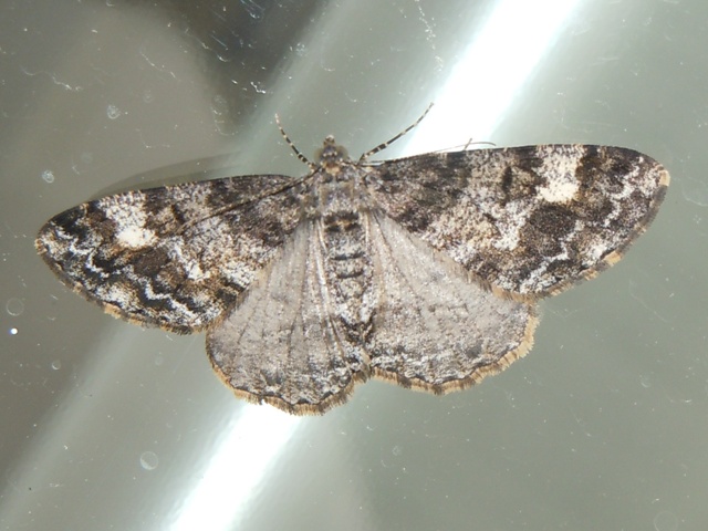 �ʥ������������㥯