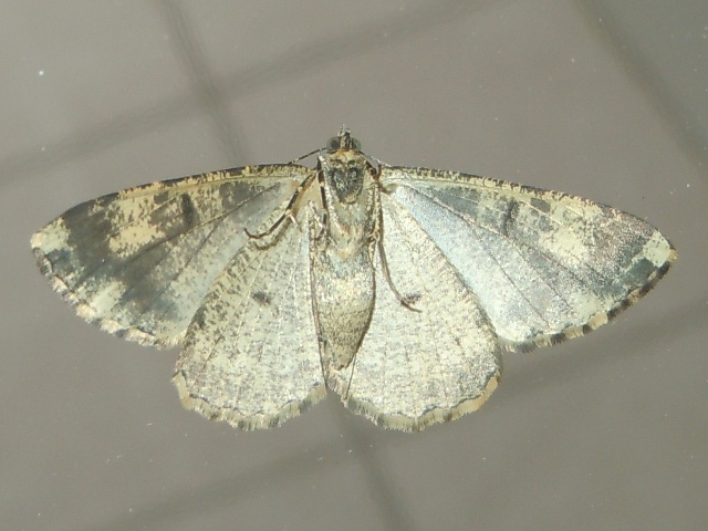 �ʥ������������㥯