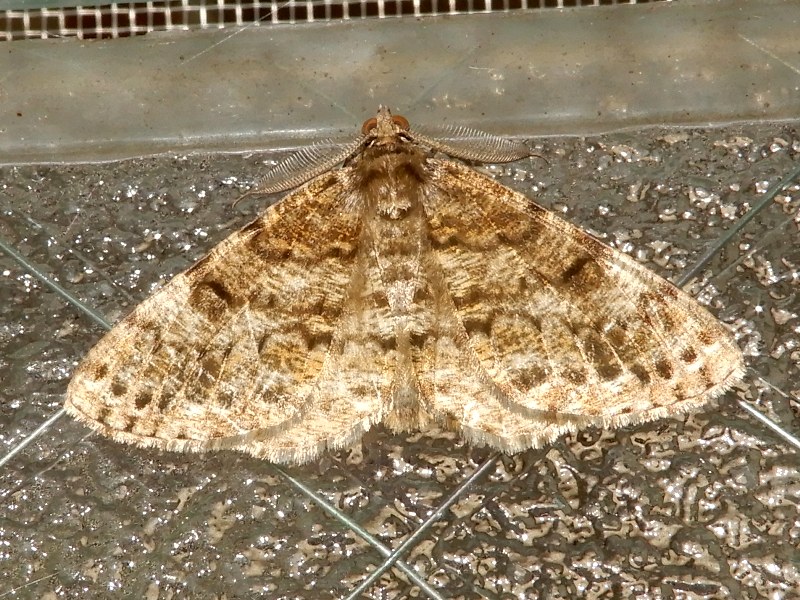 �ޥĥ����������㥯