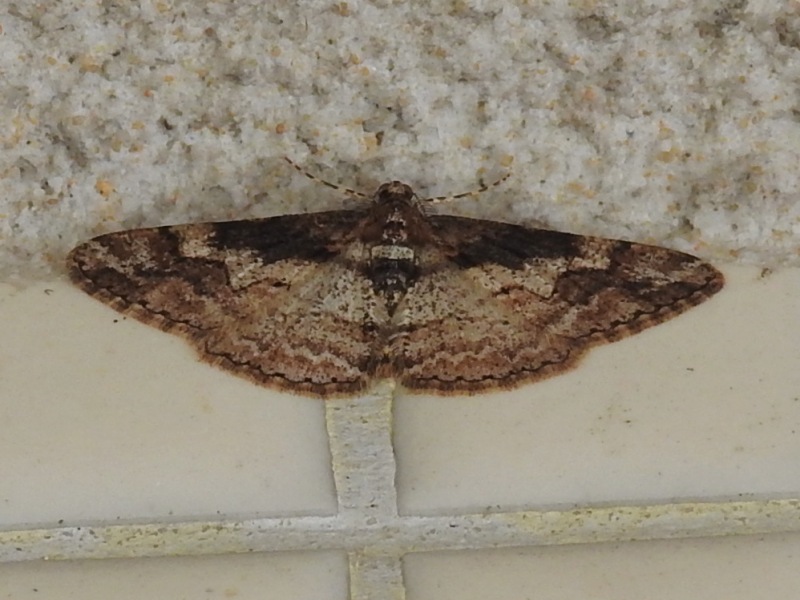 �����Х��������㥯