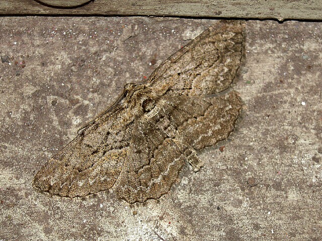 �����Хߥ����������㥯