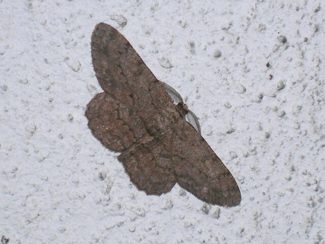 �����Хߥ����������㥯