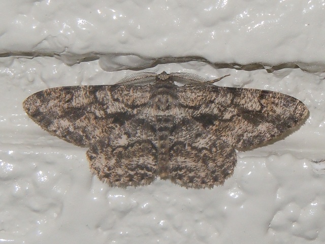 �ϥߥ����������㥯