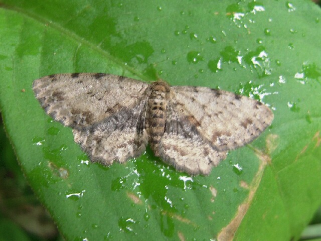 �������⥨�����㥯